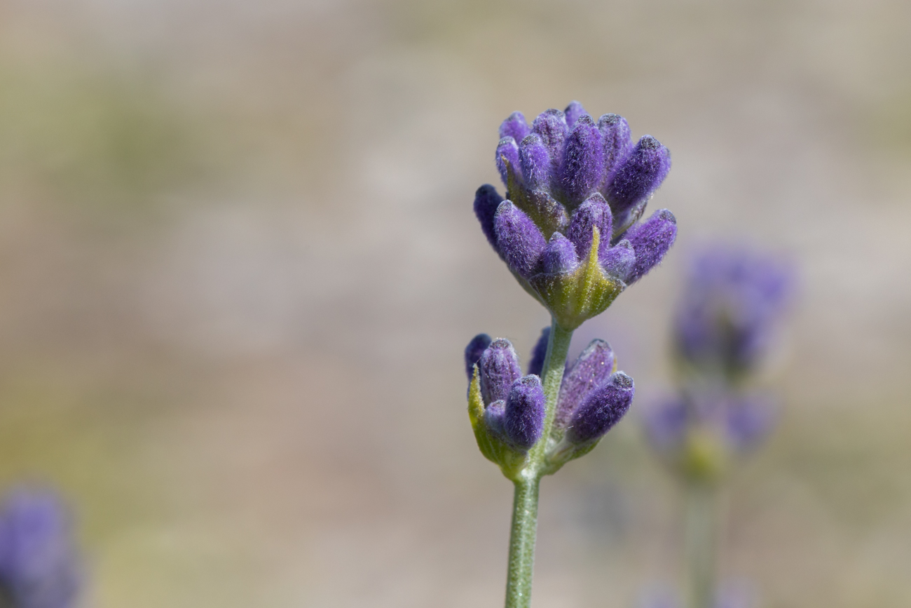 Echter Lavendel [Lavandula angustifolia]