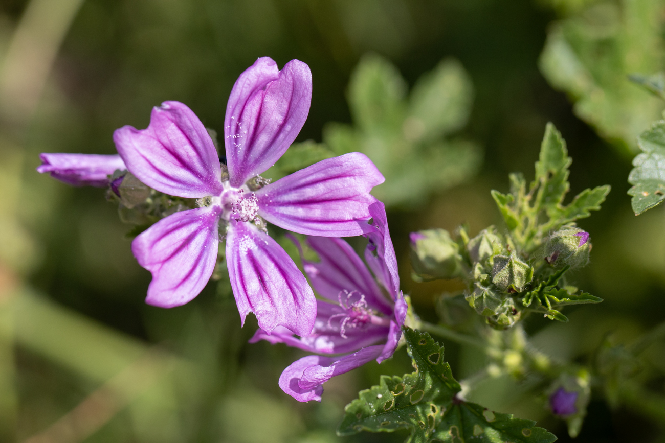 Wilde Malve [Malva sylvestris]