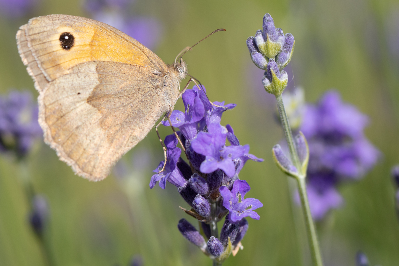 Kleines Wiesenvögelchen