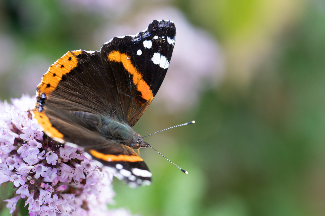 Admiral [Vanessa atalanta]