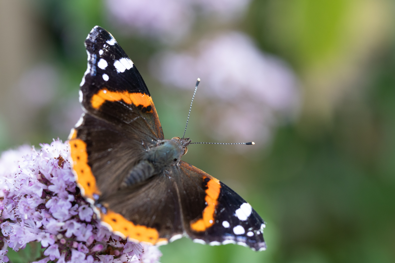 Admiral [Vanessa atalanta]