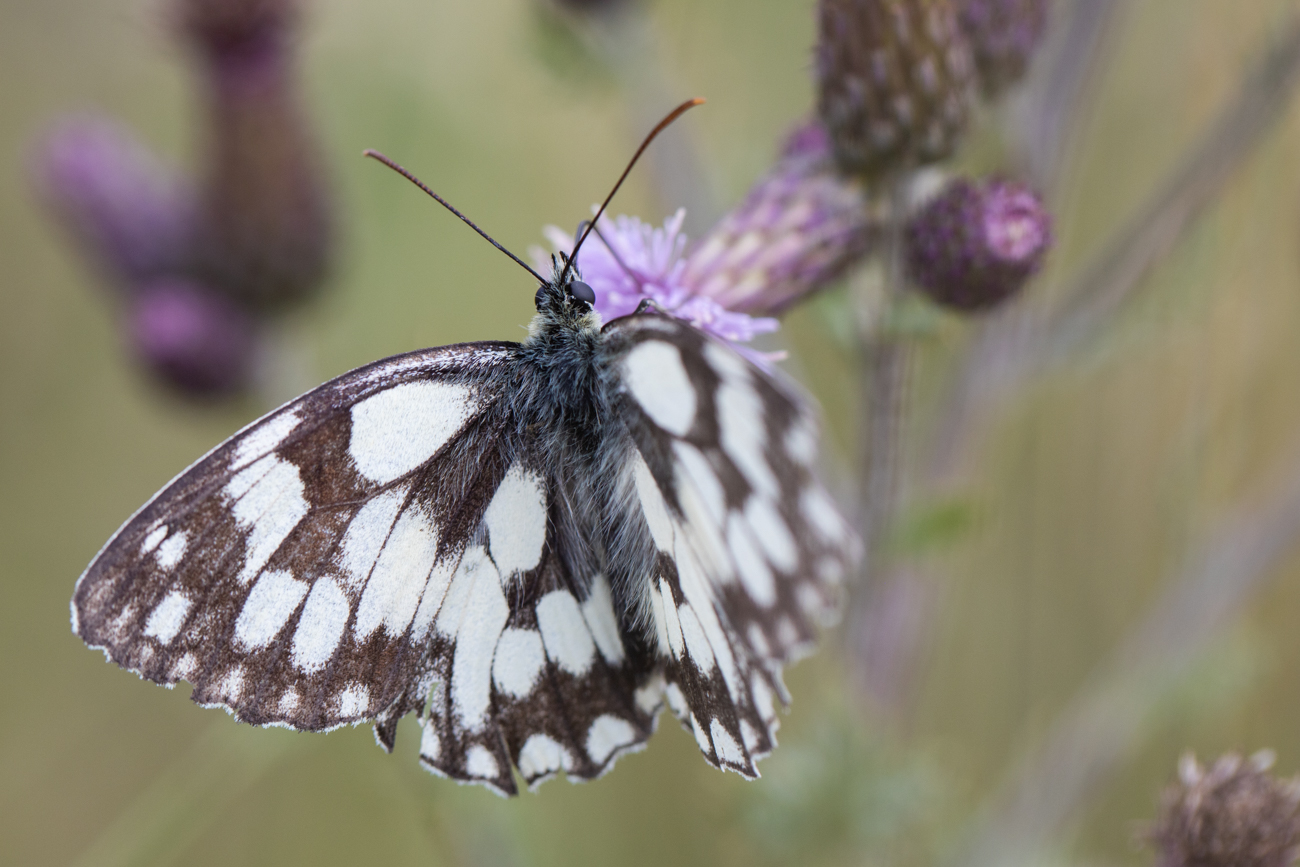 Schachbrett [Melanargia galathea]