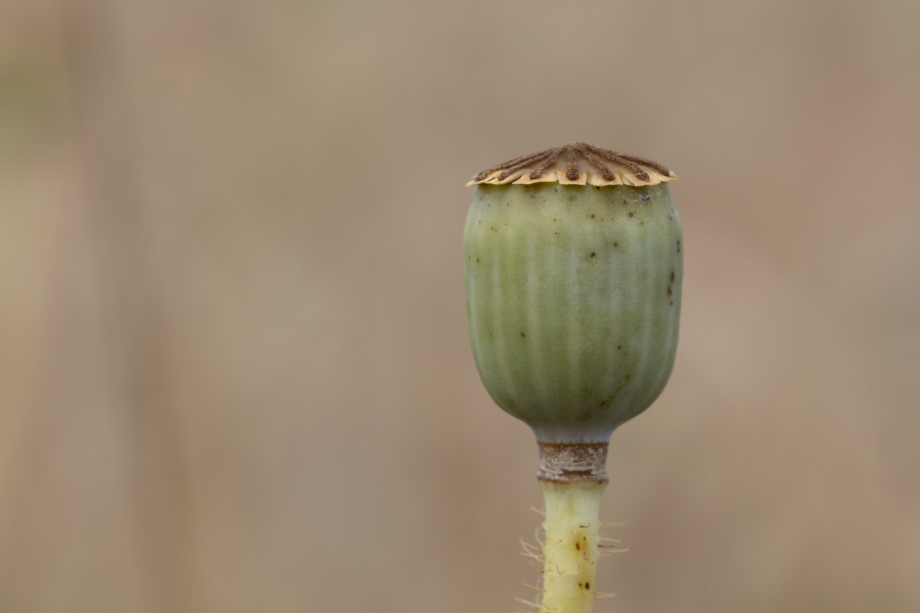 Samenkapsel des Klatschmohns