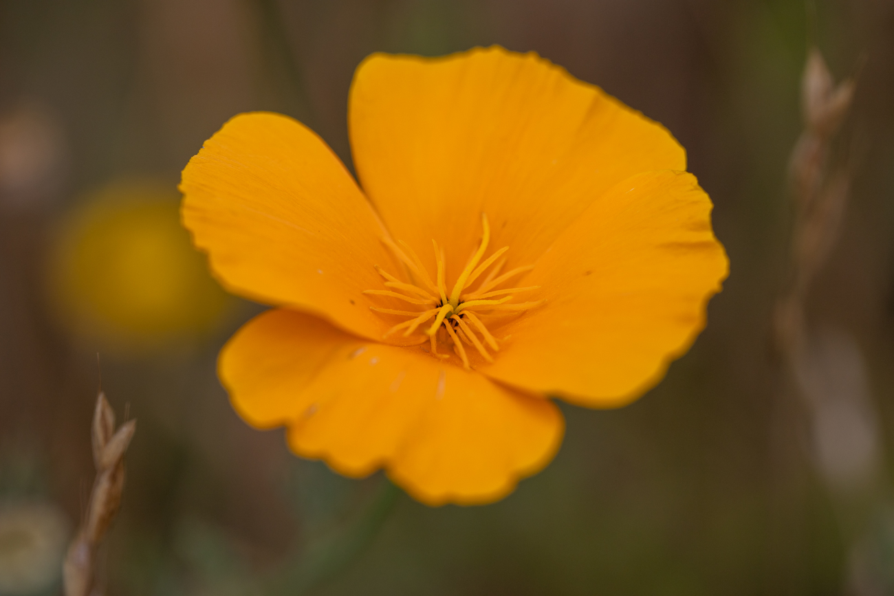 Kalifornischer Mohn [Eschscholzia californica]