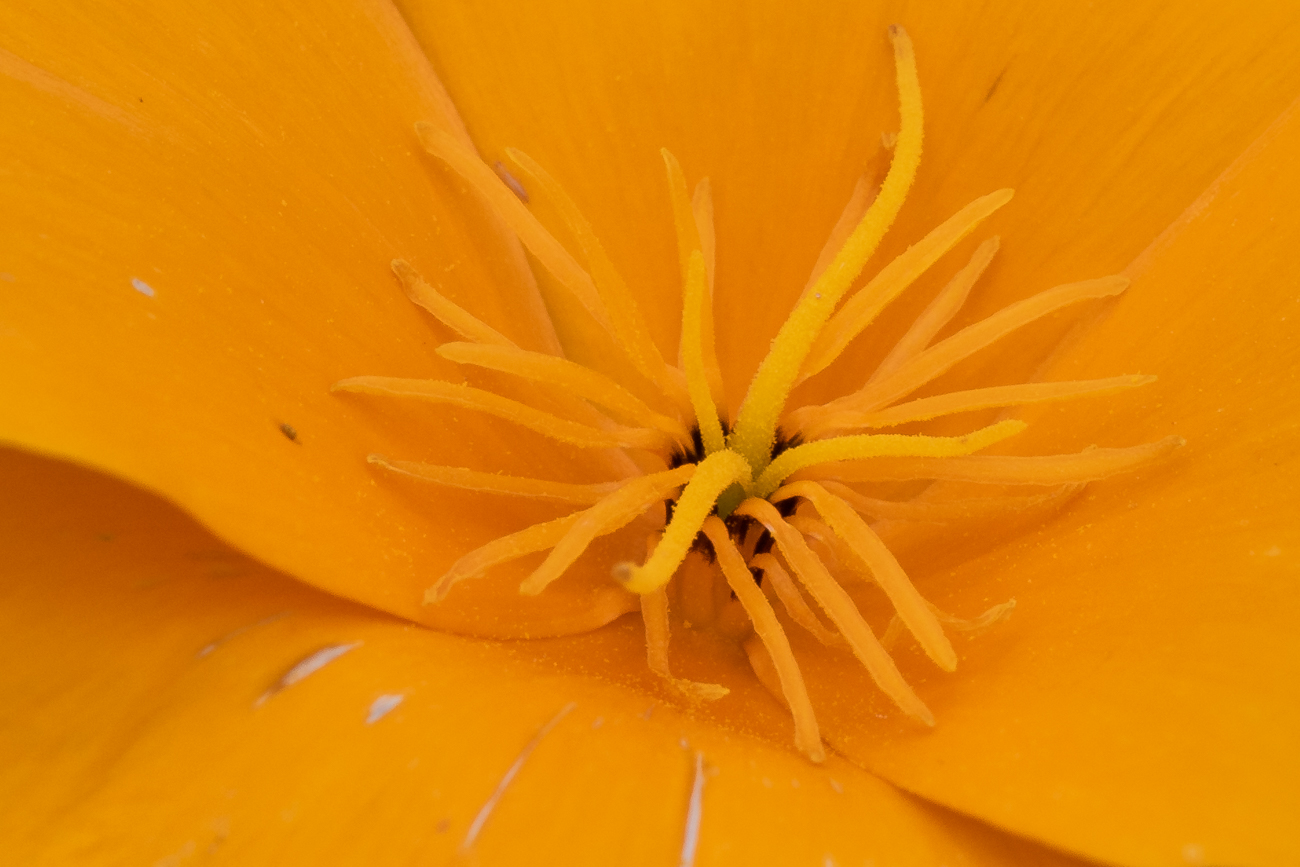 Kalifornischer Mohn [Eschscholzia californica]