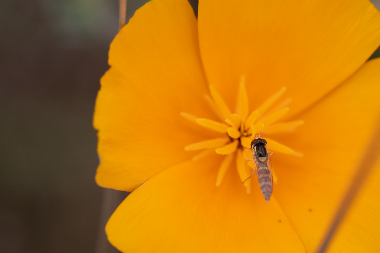 Kalifornischer Mohn mit Gast