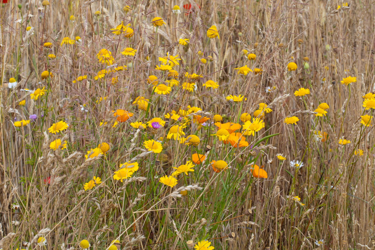 Blumen im Kornfeld