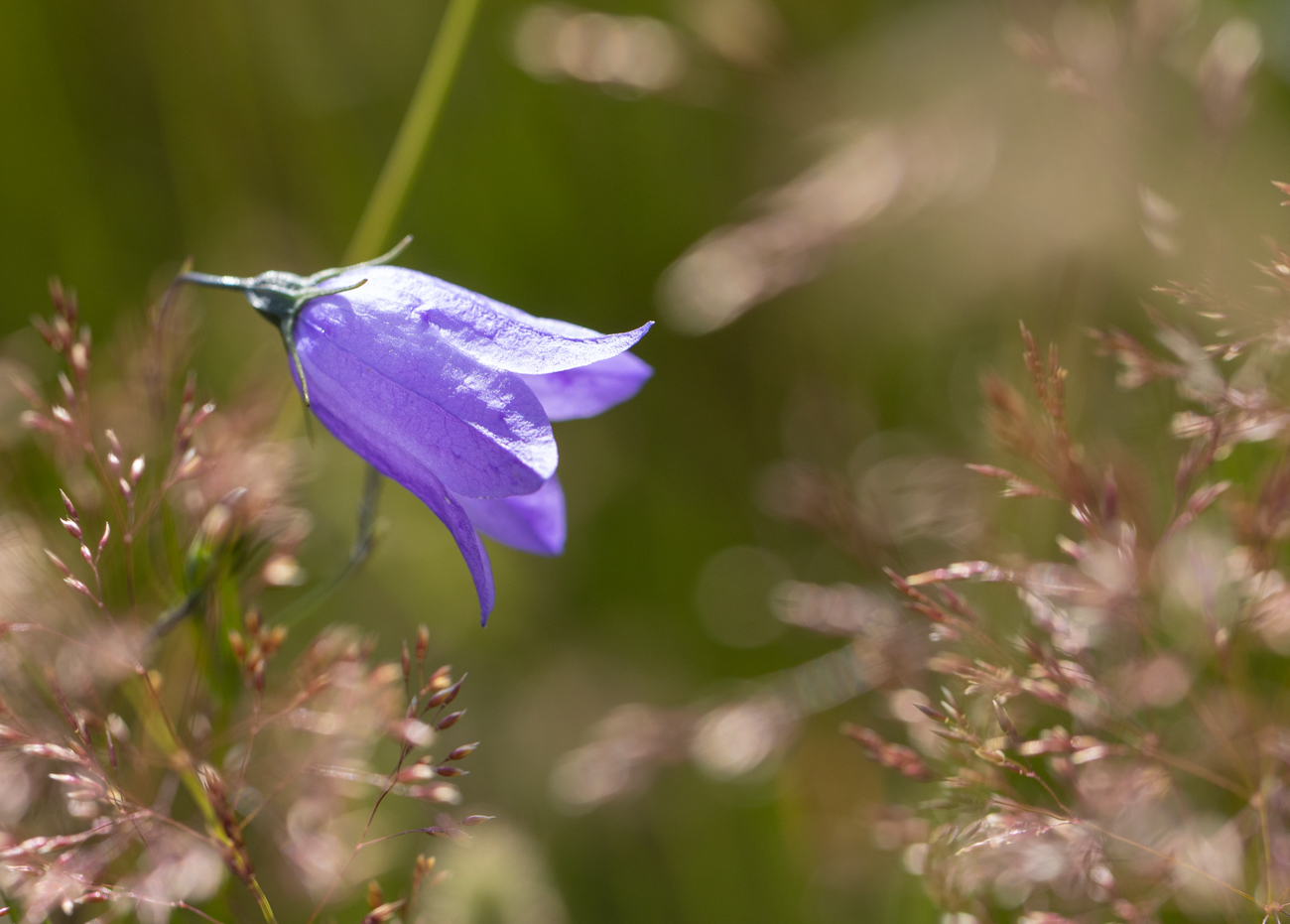 Scheuchzers Glockenblume [Campanula scheuchzeri]