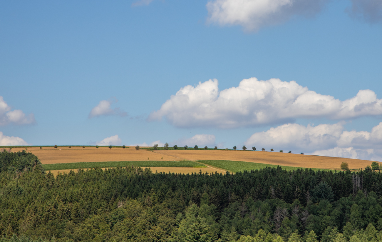 Kleine Allee auf dem Hügel