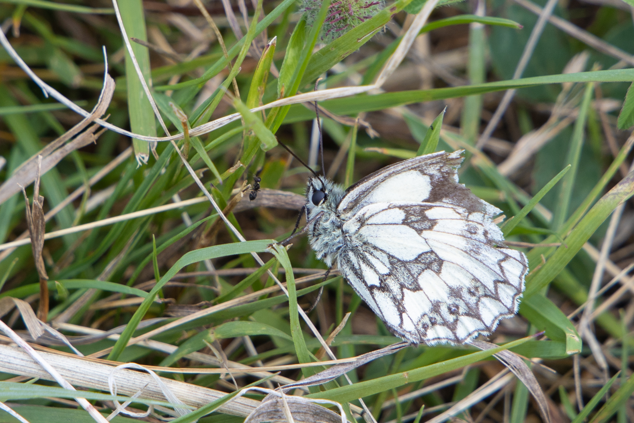 Noch ein Schachbrett