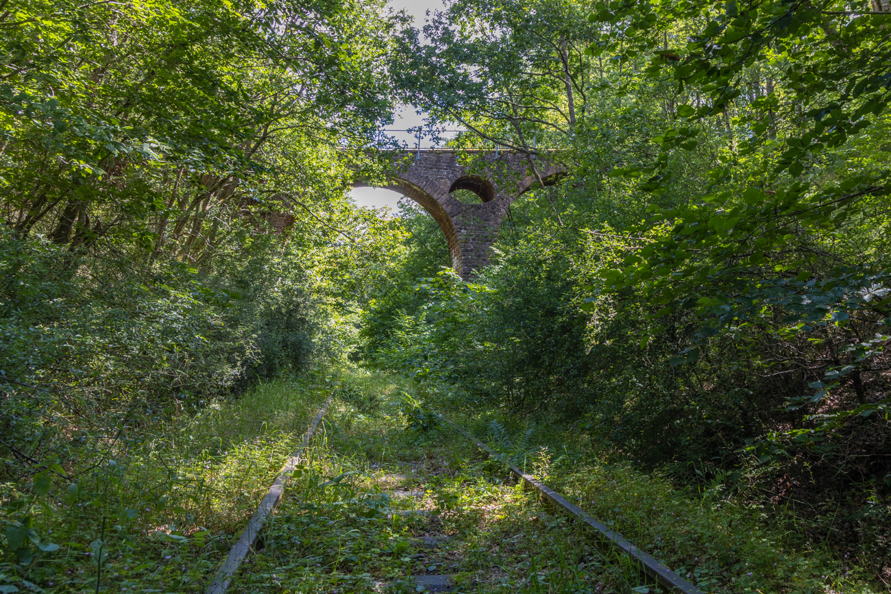 Zugewachsene Gleise unter der Brücke
