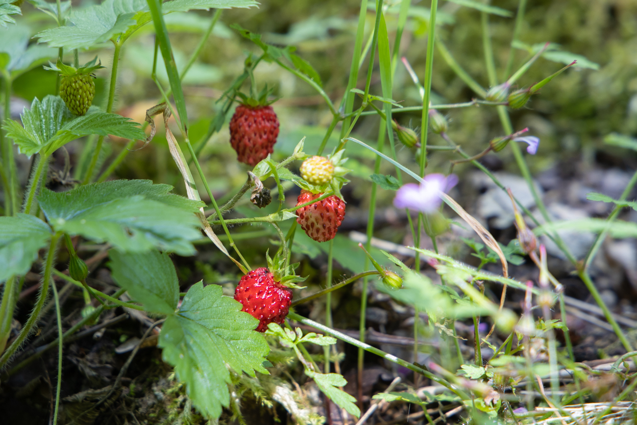 Neben den Schienen wachsen leckere Walderdbeeren