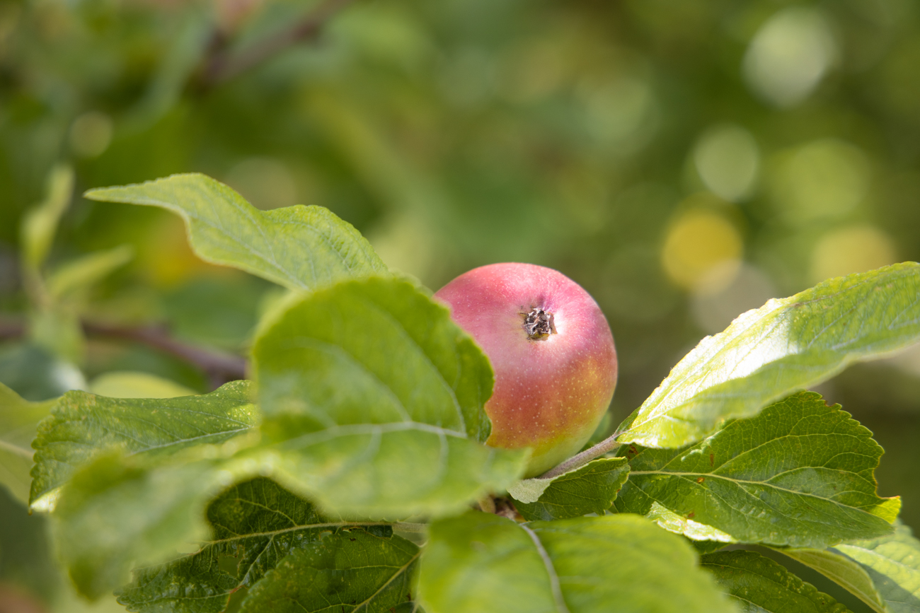 ... mit Apfelbäumen