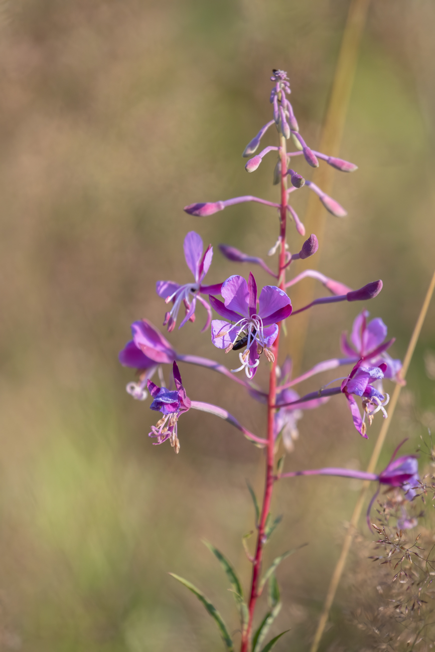Schmalblättrige Weidenröschen [Epilobium angustifolium]