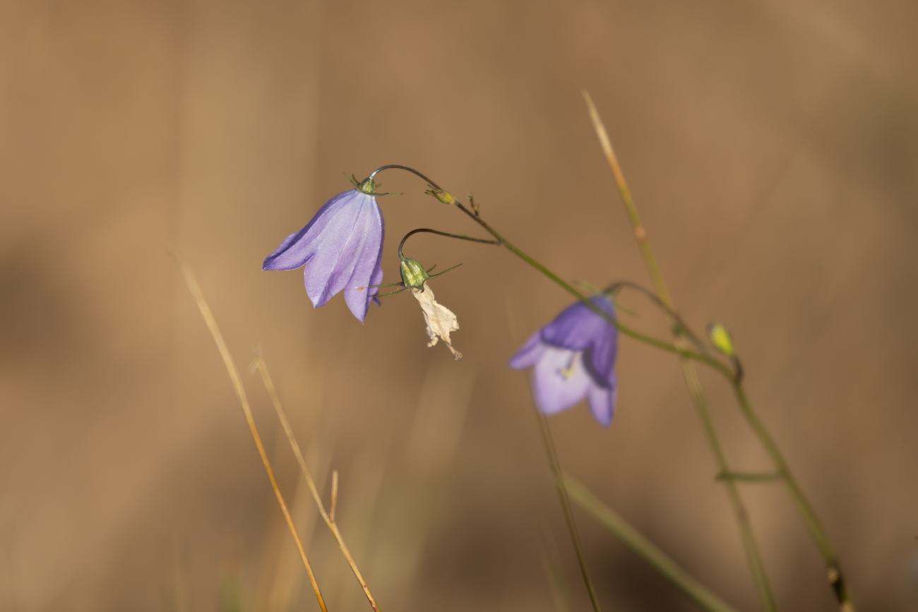 Rundblättrige Glockenblume [Campanula rotundifolia]