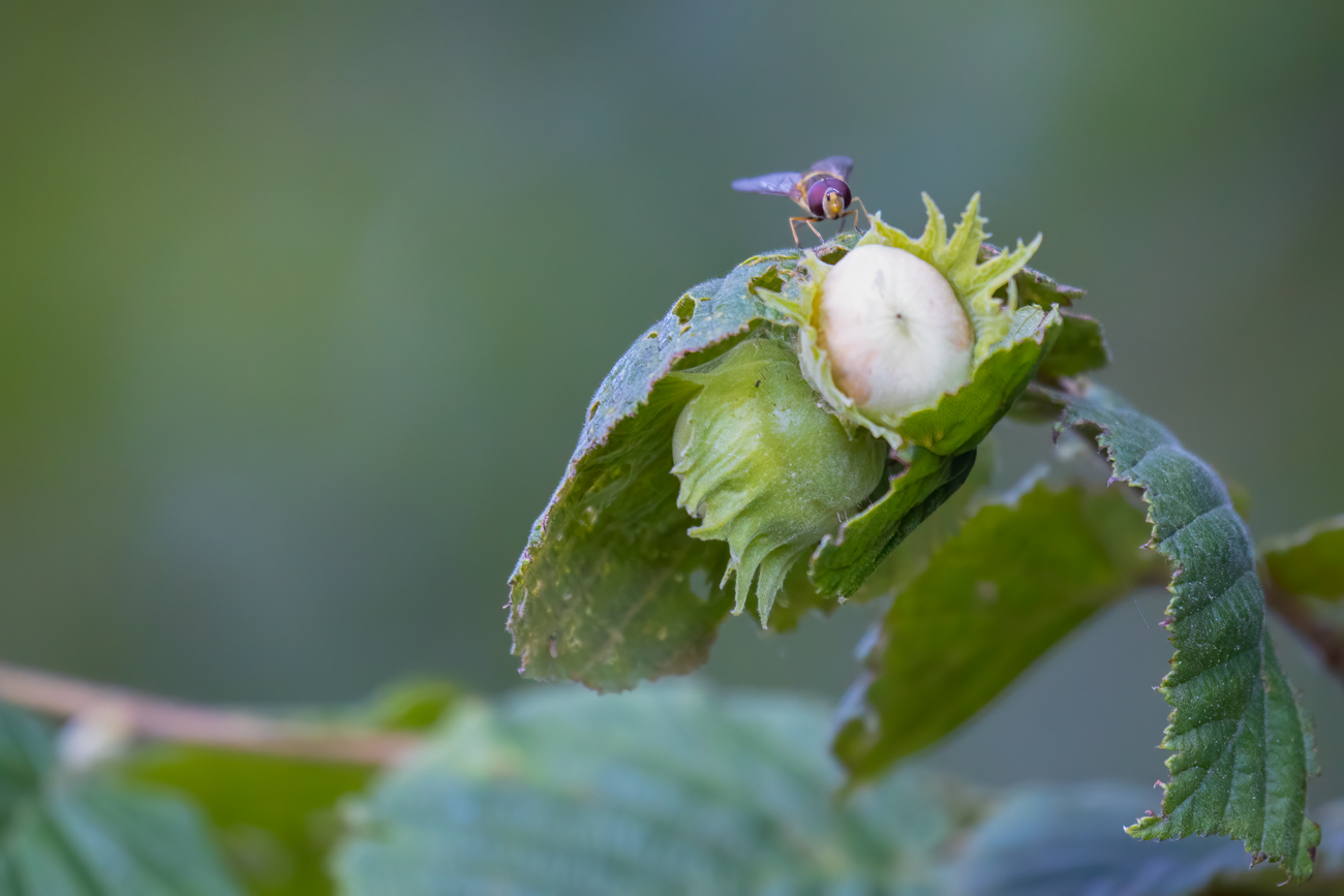 Fliege auf Haselnuss