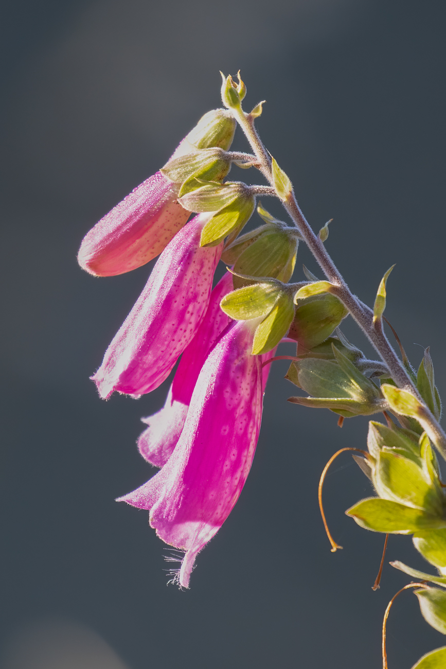 Roter Fingerhut [Digitalis purpurea]