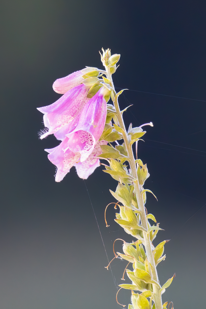 Roter Fingerhut [Digitalis purpurea], etwas blasser