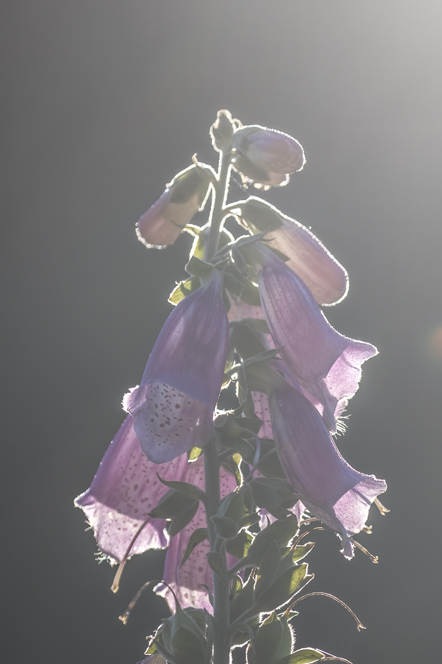 Roter Fingerhut [Digitalis purpurea] im Gegenlicht