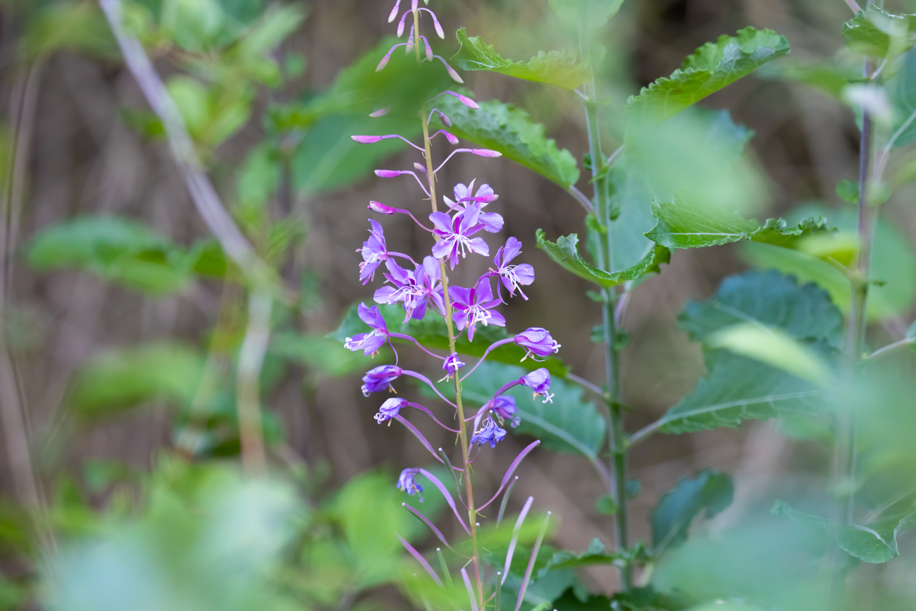 Schmalblättrige Weidenröschen [Epilobium angustifolium]