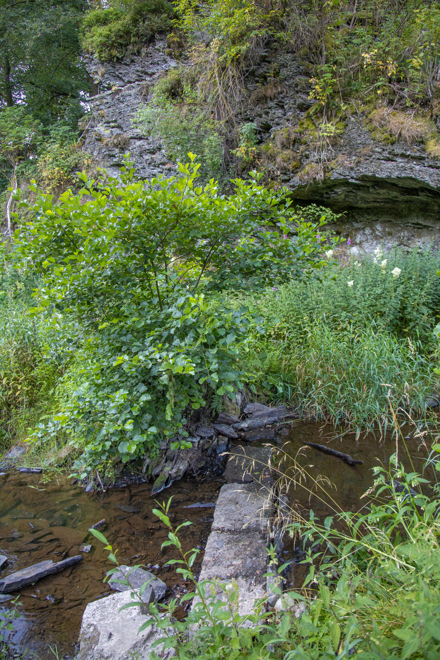 Historisches Stauwehr ...