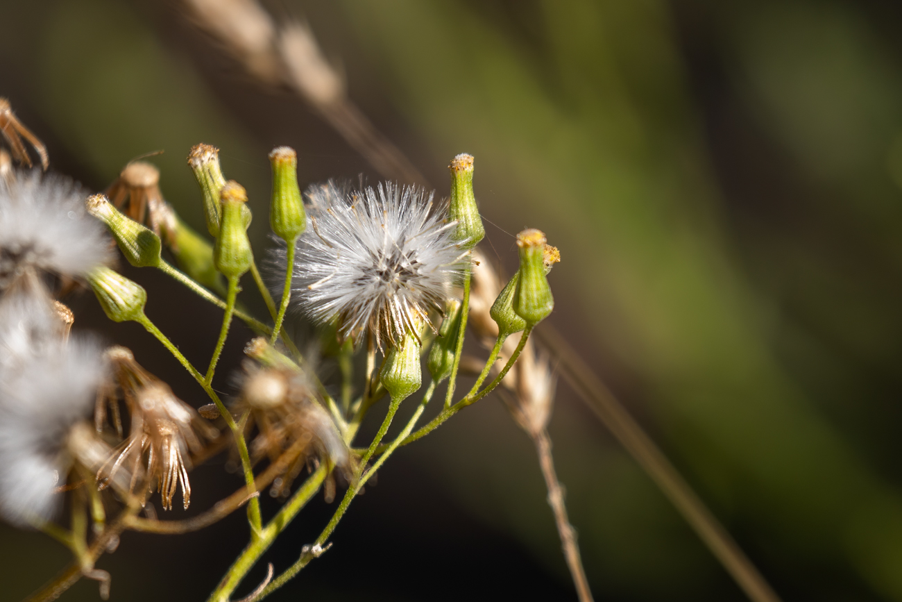 Wald-Greiskraut [senecio sylvaticus]