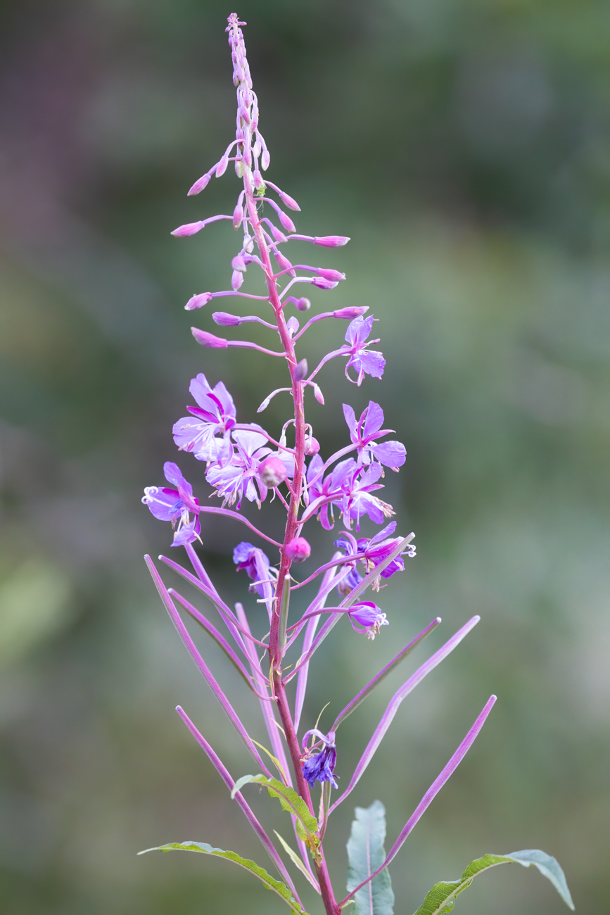 Schmalblättrige Weidenröschen [Epilobium angustifolium]