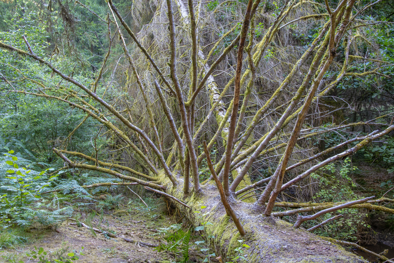Astgewirr am gefallenen Baum