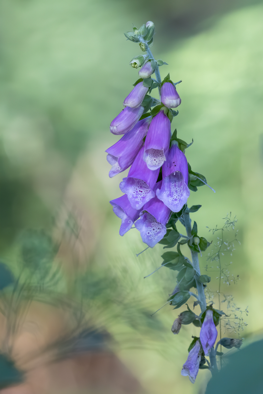 Roter Fingerhut [Digitalis purpurea]