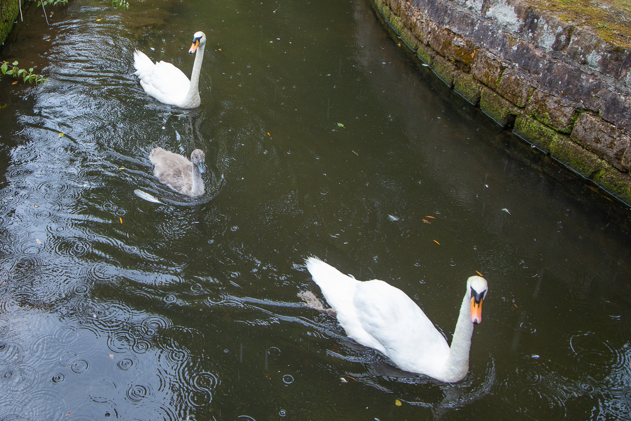 Schwanenfamilie ...