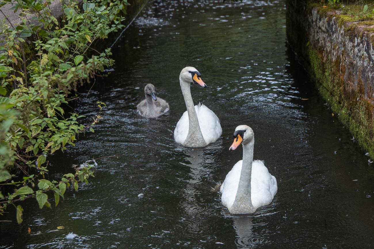 ... auf dem Kanal zur Mühle