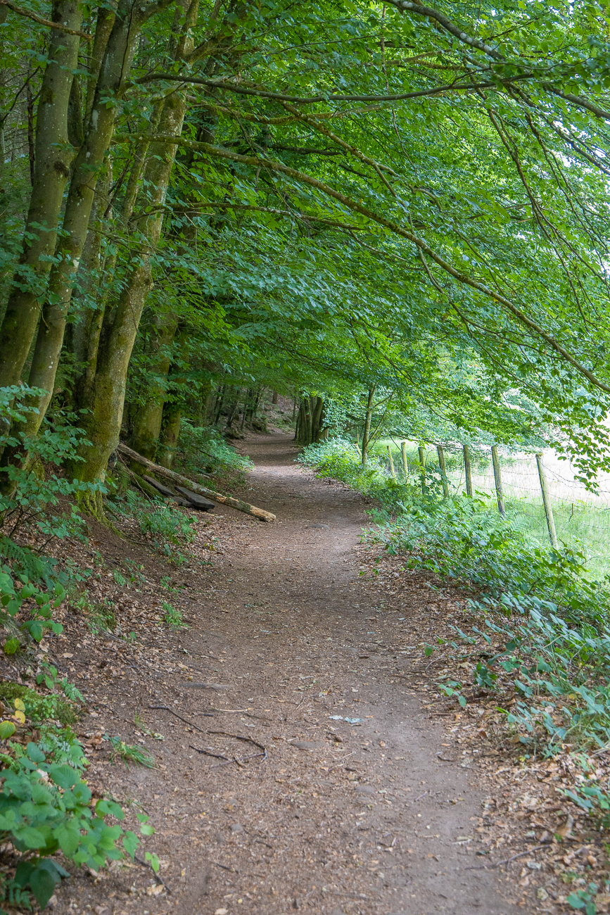 Waldweg parallel zum Kaltenborn