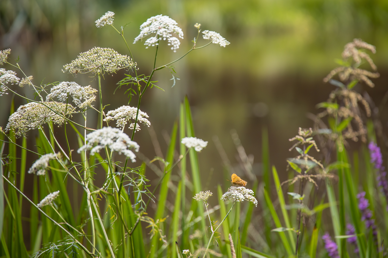 Perlmuttfalter auf Sumpf-Haarstrang ( Ölsenich) [Peucedanum palustre]