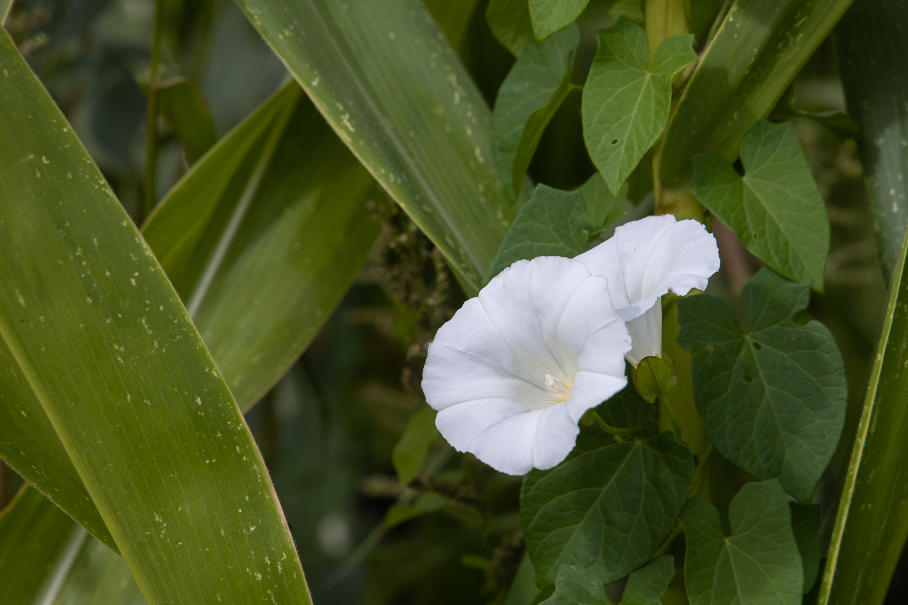 Wald-Zaunwinde [Calystegia silvatica]
