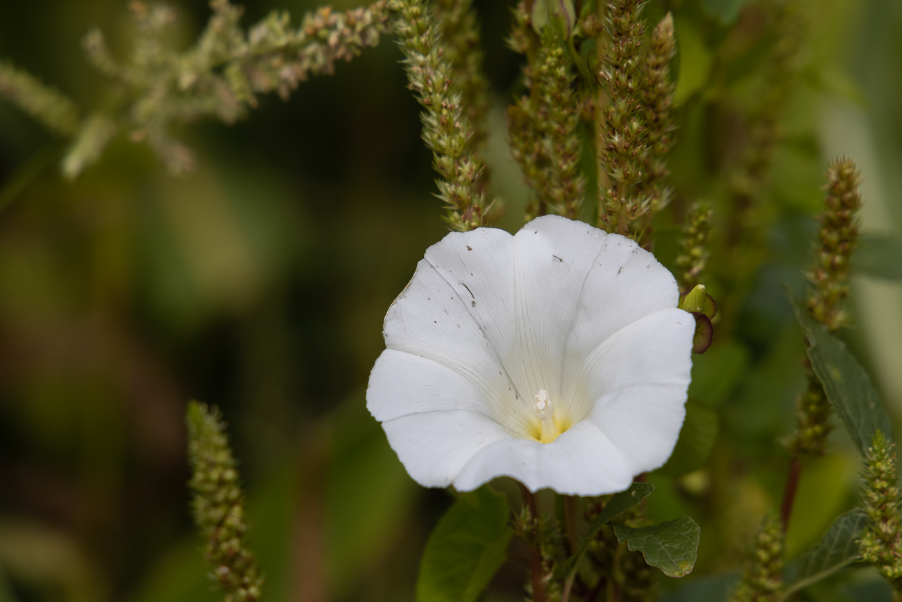 Wald-Zaunwinde [Calystegia silvatica]