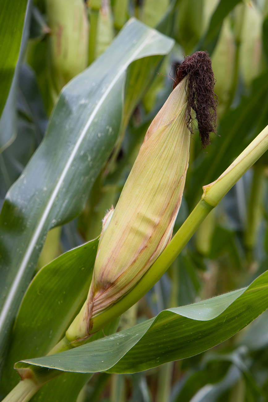 Der Mais ist fast erntereif