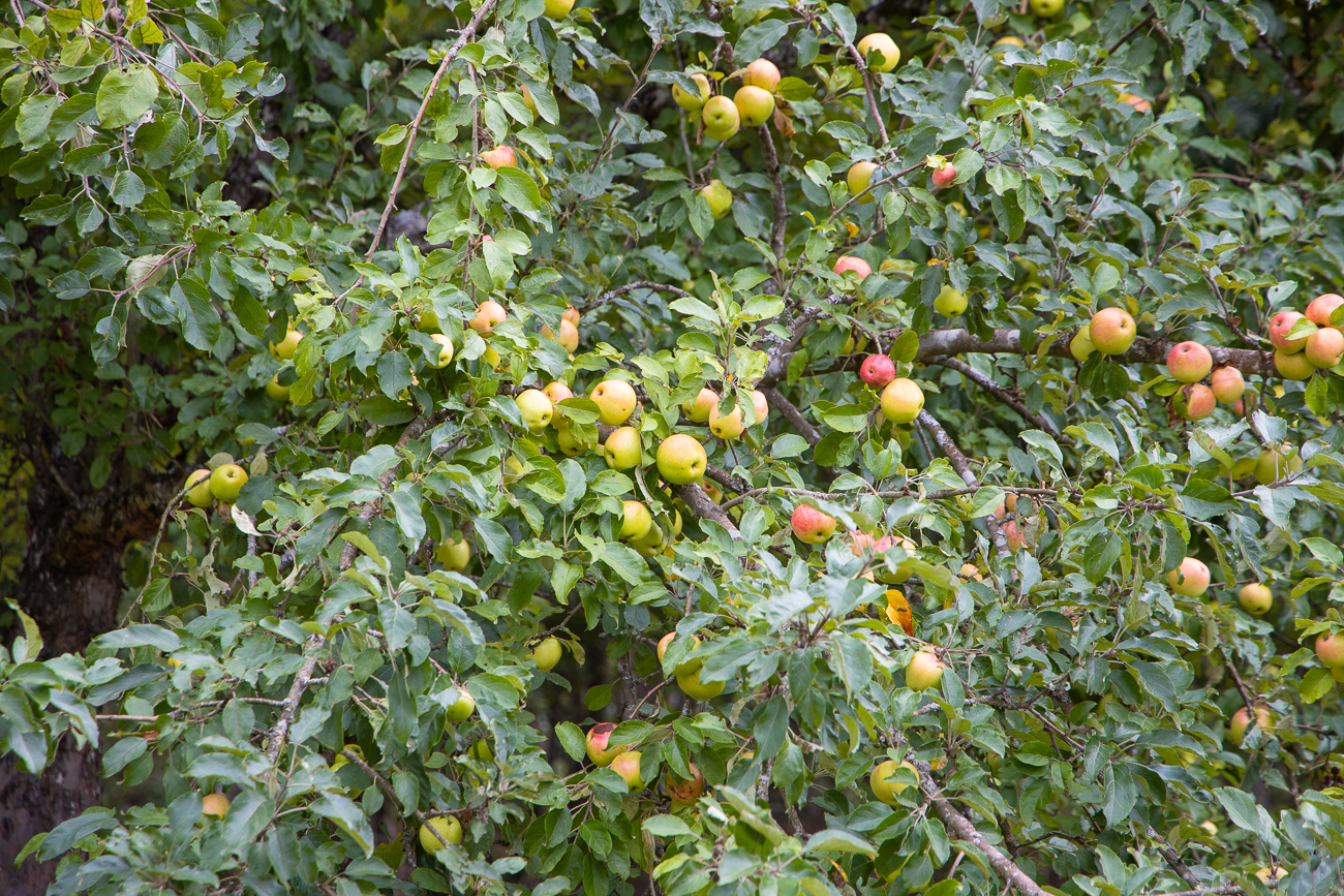 Die Äpfel läuten schon etwas den Herbst ein