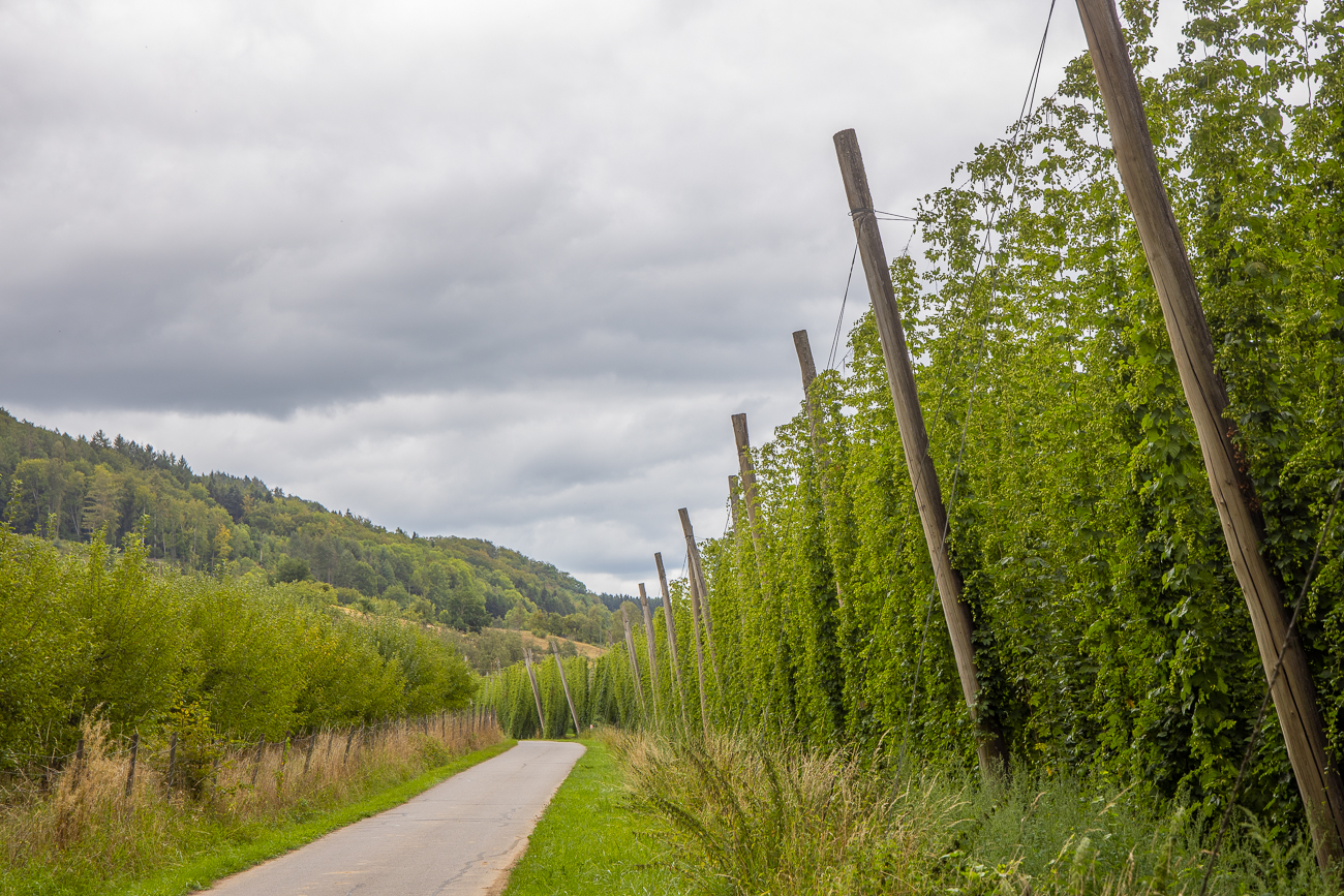 Hopfenanbau im Holsthumer Prümtal