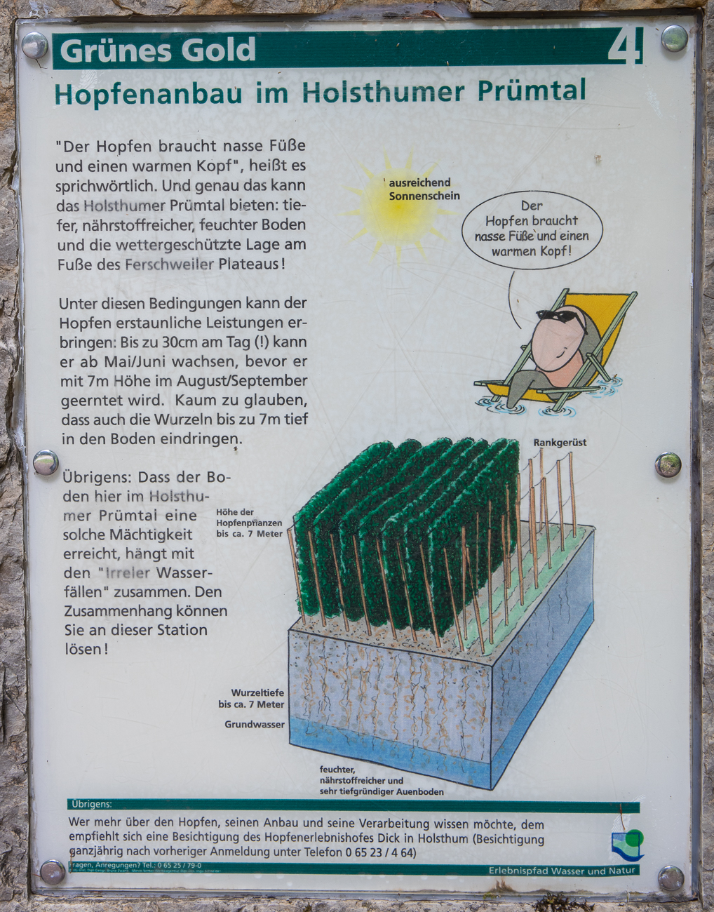 Infos zum Hopfenanbau