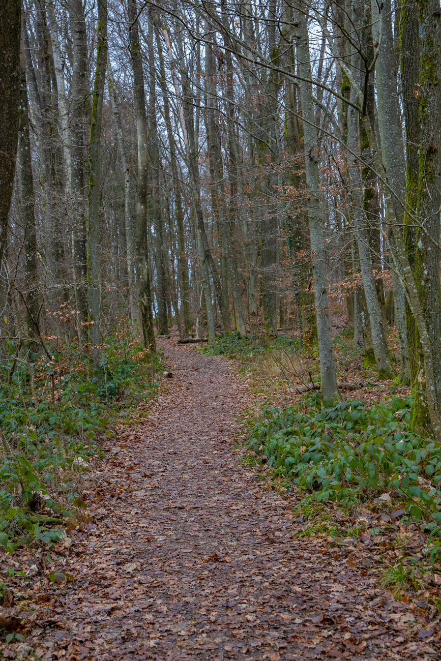 Zunächst geht es auf normalen Wegen durch den Wald