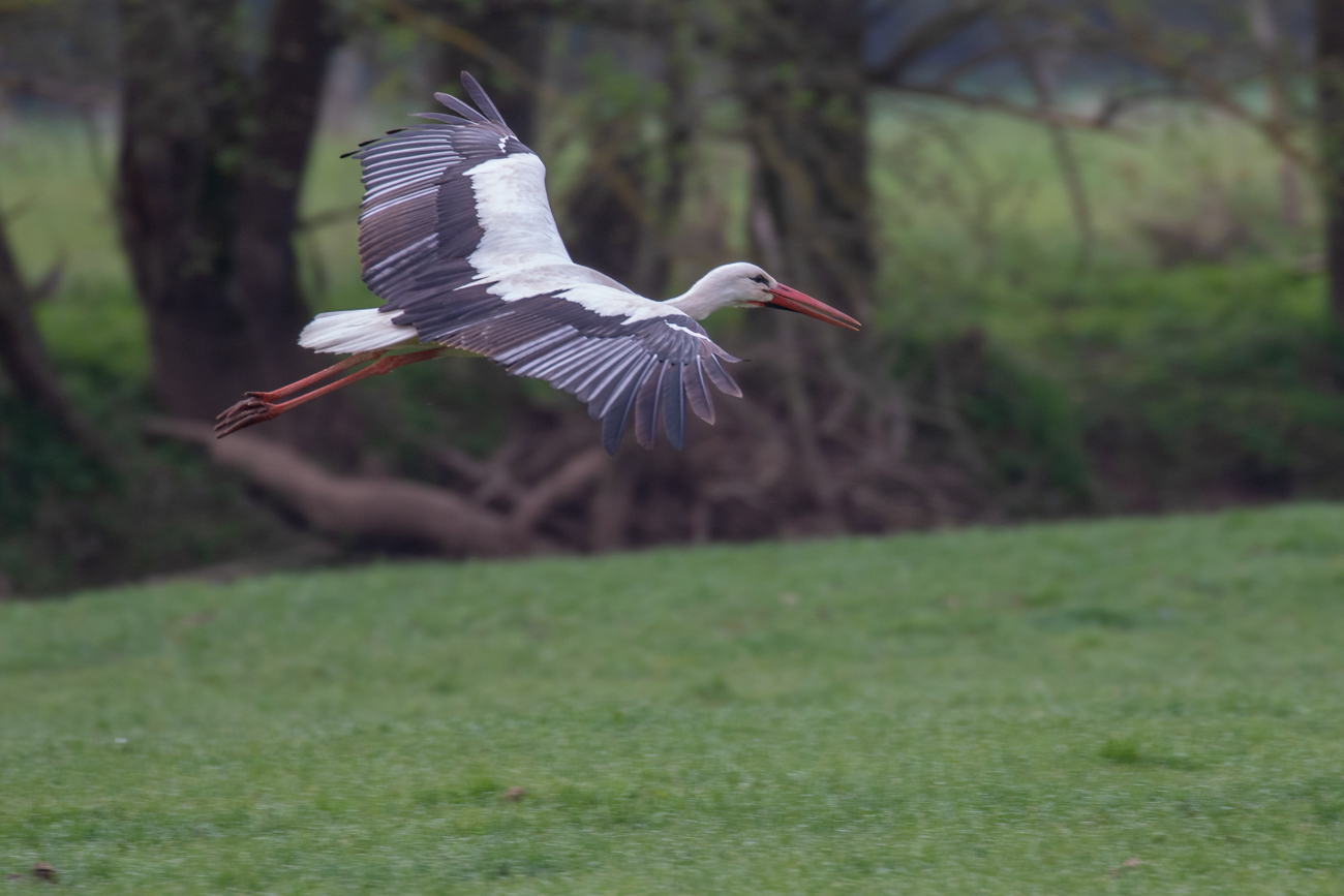 Storch im Landeanflug