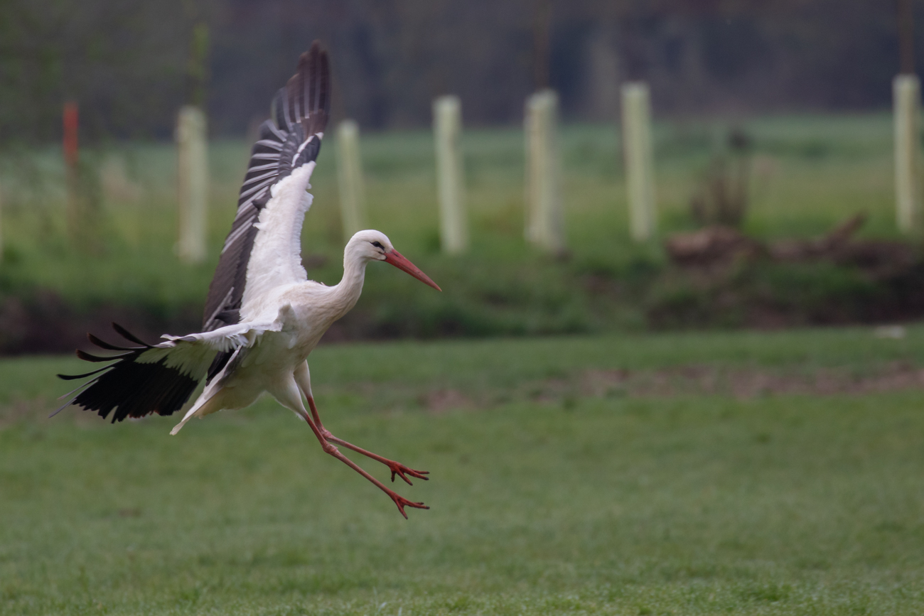 Kurz vor dem Aufsetzen