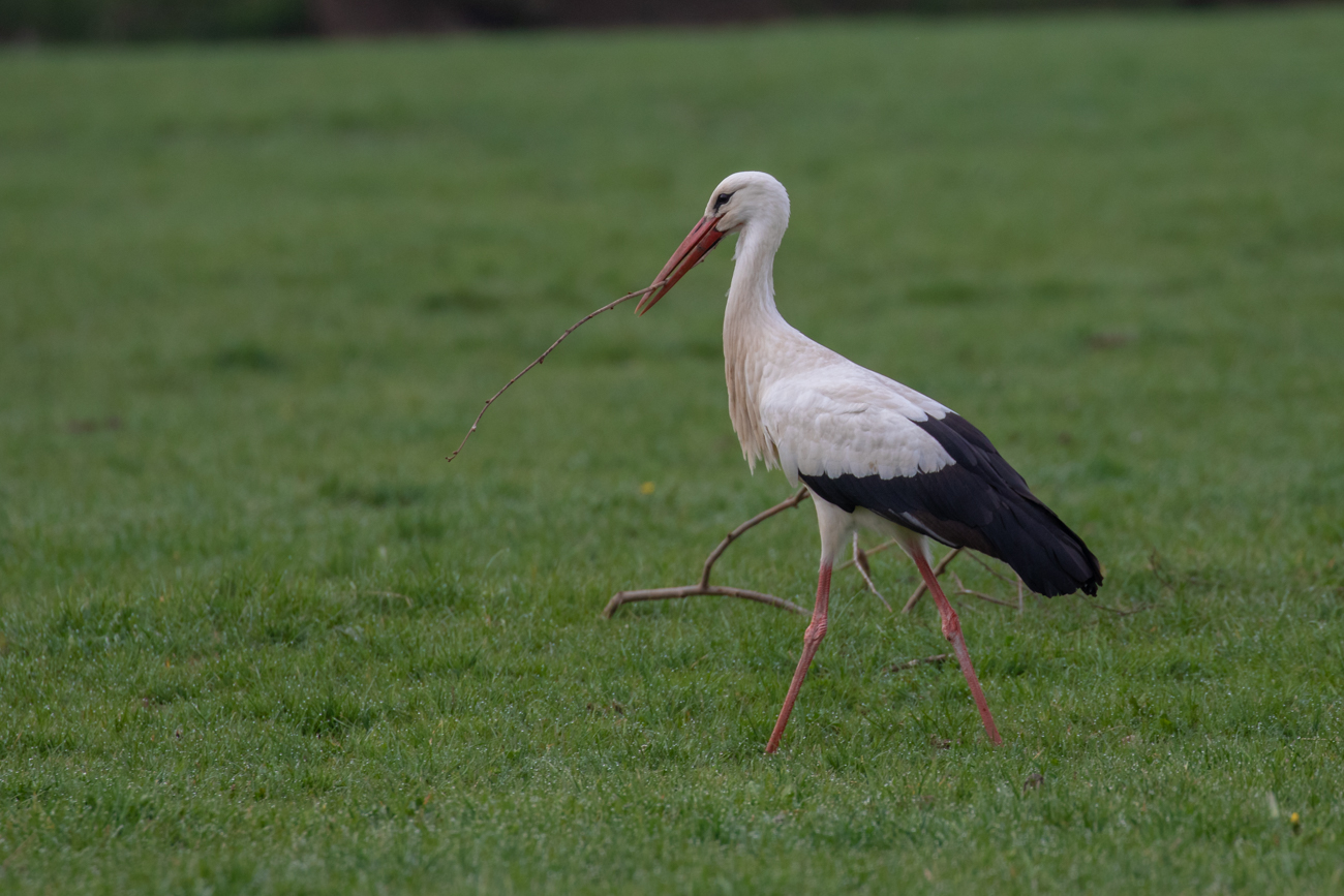 Zweige für das Nest werden gesammelt