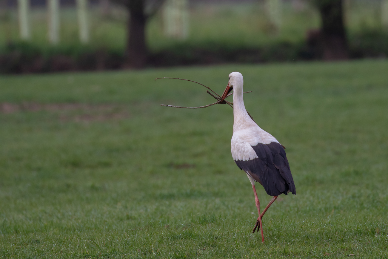 Sogar mit mehreren Zweigen im Schnabel ...