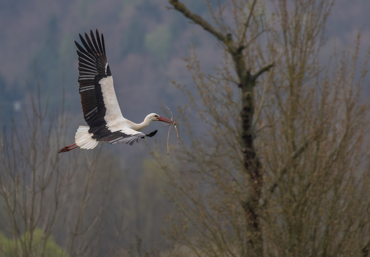 ... startet der Storch elegant