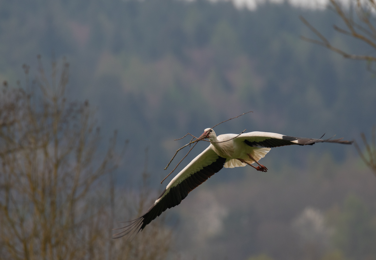... fliegt Meister Adebar ...