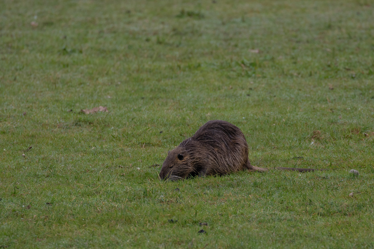 Nutria