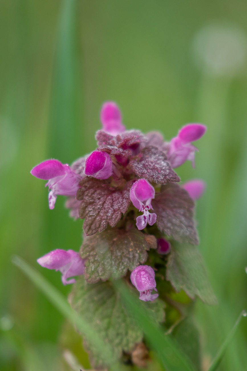 Zwischendurch mal kein Storch ...