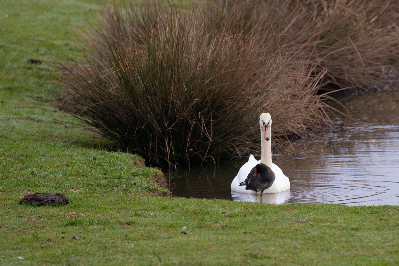Höckerschwan und Teichralle (Grünfüßiges Teichhuhn)