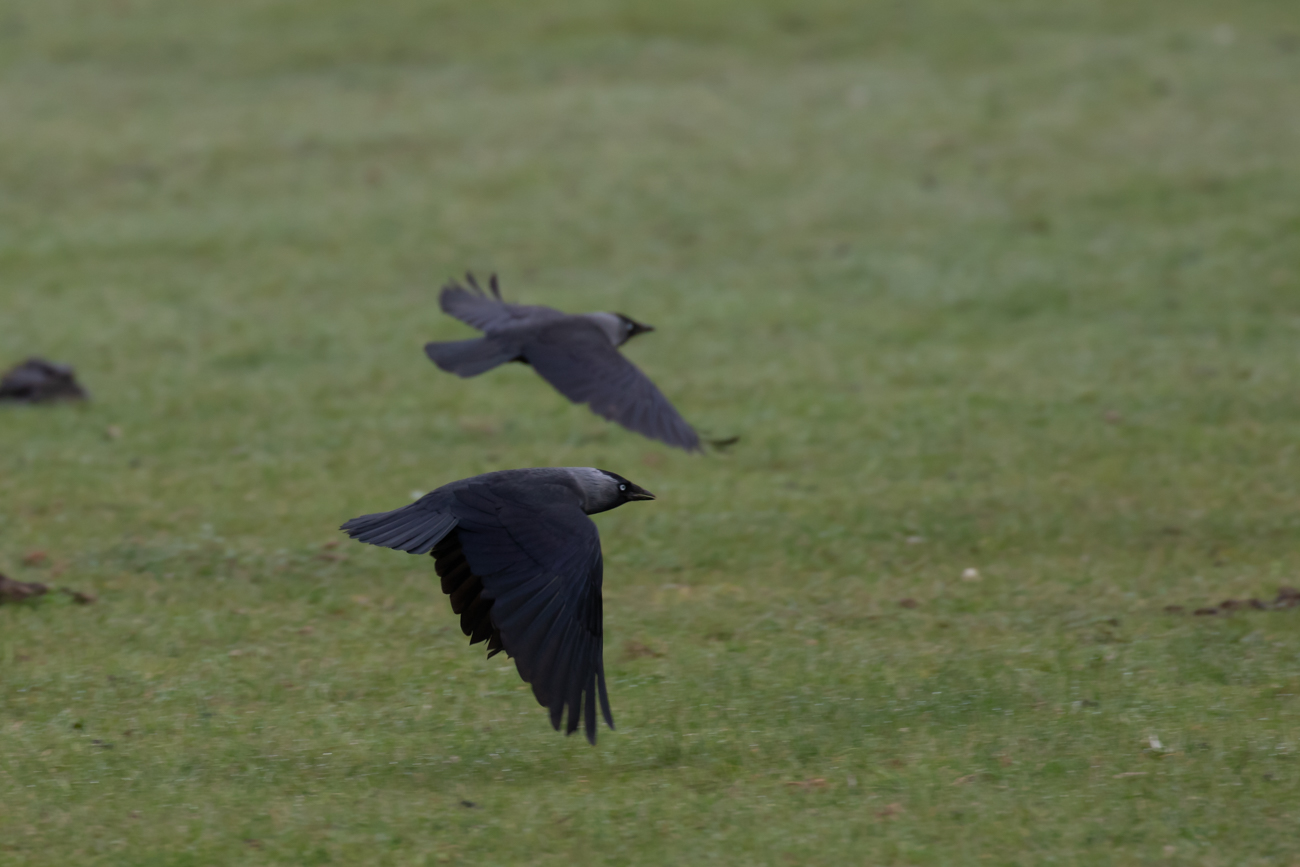 Neben den Störchen gibt es in Beeden auch Dohlen ...